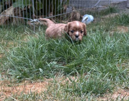 Cavalier King Charles Spaniel Welpen mit Ahnentafel