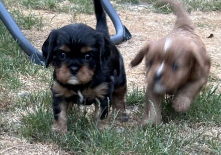 Cavalier King Charles Spaniel Welpen mit Ahnentafel