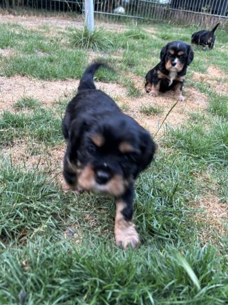 Cavalier King Charles Spaniel Welpen mit Ahnentafel
