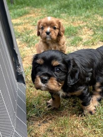 Cavalier King Charles Spaniel Welpen mit Ahnentafel