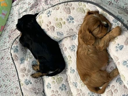 Cavalier King Charles Spaniel Welpen mit Ahnentafel
