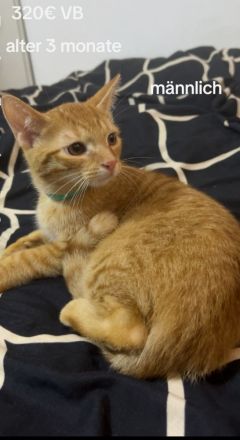 4x wunderschönes Katzen 2 männlich 2 weiblich sehr süß