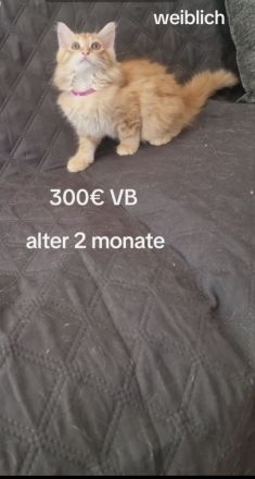 4x wunderschönes Katzen 2 männlich 2 weiblich sehr süß