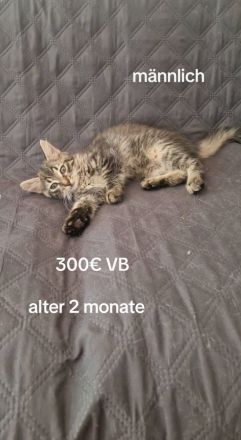 4x wunderschönes Katzen 2 männlich 2 weiblich sehr süß