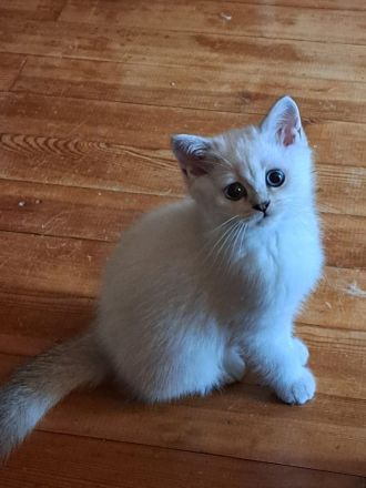2 Britisch Kurzhaar Katzen je 500 VB
