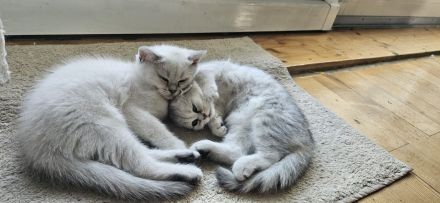 2 Britisch Kurzhaar Katzen je 500 VB