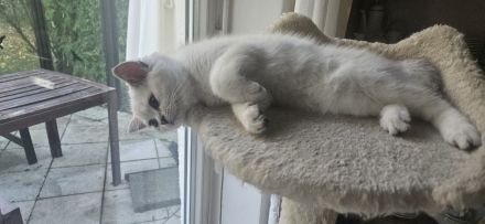 2 Britisch Kurzhaar Katzen je 500 VB