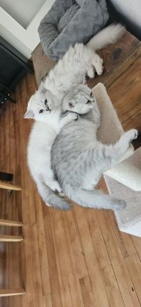 2 Britisch Kurzhaar Katzen je 500 VB