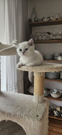 2 Britisch Kurzhaar Katzen je 500 VB