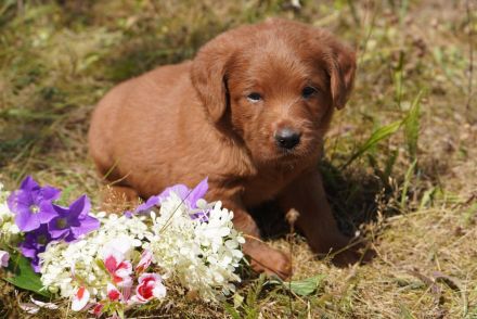 Wunderschöne Labradoodle Babys in Medium mit Papiere?