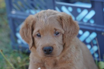 Wunderschöne Labradoodle Babys in Medium mit Papiere?