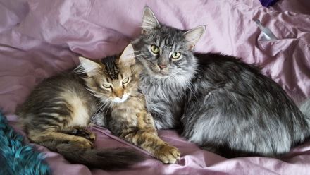 2 Maine Coon Katzen abzugeben