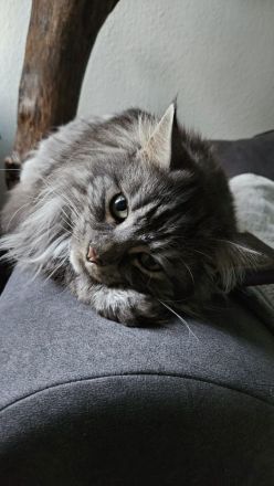 2 Maine Coon Katzen abzugeben