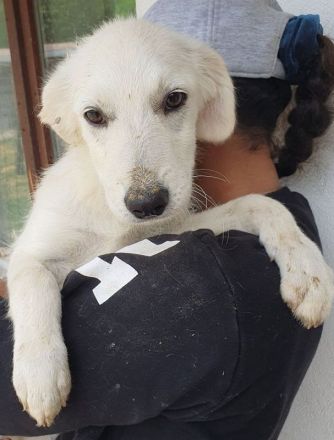 Betty, fröhliche, aufgeweckte Junghündin möchte gern das Tierheim eintauschen, 7M, 35cm