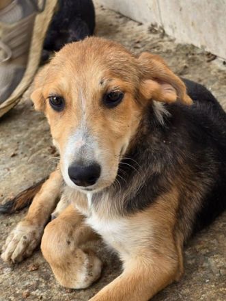 Molly, anhängliche, verkuschelte Junghündin sucht ein fürsorgliches Zuhause, 6M, 35cm