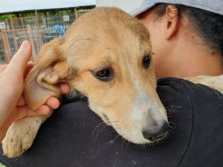 Molly, anhängliche, verkuschelte Junghündin sucht ein fürsorgliches Zuhause, 6M, 35cm