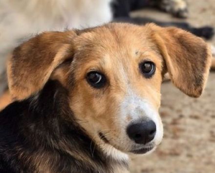 Molly, anhängliche, verkuschelte Junghündin sucht ein fürsorgliches Zuhause, 6M, 35cm