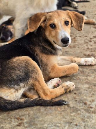 Molly, anhängliche, verkuschelte Junghündin sucht ein fürsorgliches Zuhause, 6M, 35cm