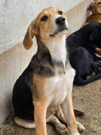 Molly, anhängliche, verkuschelte Junghündin sucht ein fürsorgliches Zuhause, 6M, 35cm
