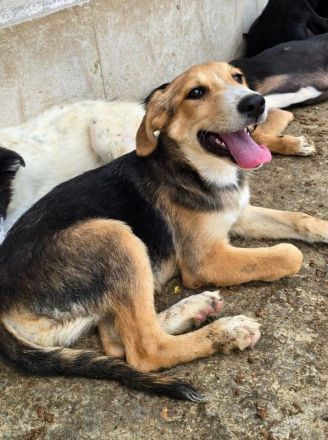 Molly, anhängliche, verkuschelte Junghündin sucht ein fürsorgliches Zuhause, 6M, 35cm