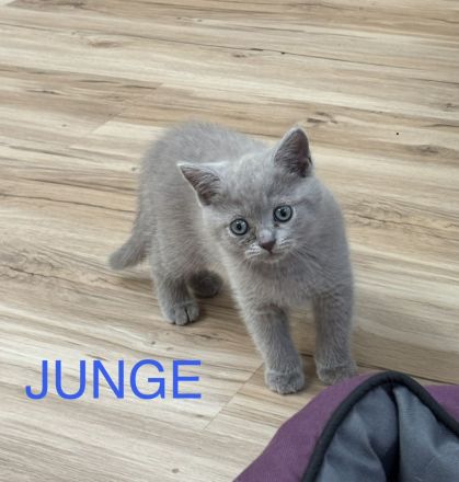 Wunderschöne Britisch Kurzhaar (BKH) Kitten suchen ein liebevolles zu Hause