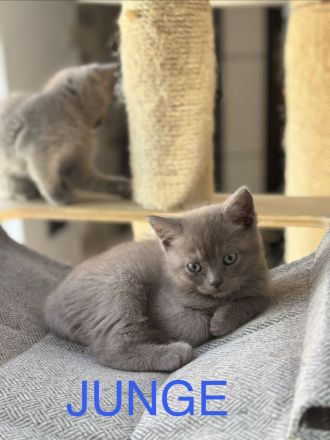 Wunderschöne Britisch Kurzhaar (BKH) Kitten suchen ein liebevolles zu Hause