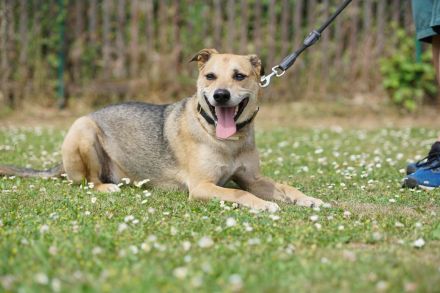 Kuba . Schäferhund-Husky-Mix wartet in 91616 Neusitz auf seine Menschen