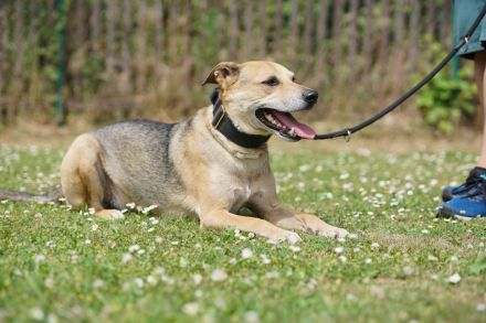 Kuba . Schäferhund-Husky-Mix wartet in 91616 Neusitz auf seine Menschen