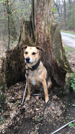 Kuba . Schäferhund-Husky-Mix wartet in 91616 Neusitz auf seine Menschen