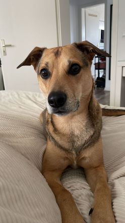 Kuba . Schäferhund-Husky-Mix wartet in 91616 Neusitz auf seine Menschen