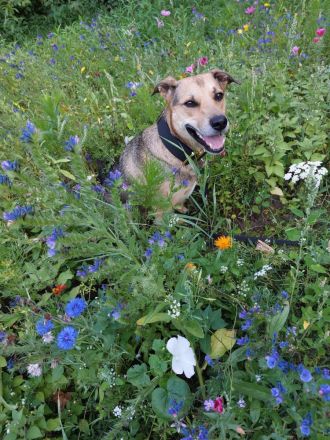 Kuba . Schäferhund-Husky-Mix wartet in 91616 Neusitz auf seine Menschen