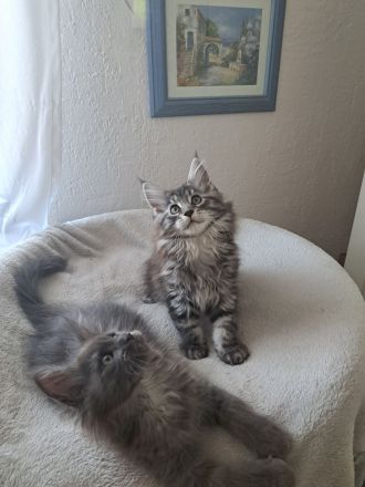 Maine Coon Kitten