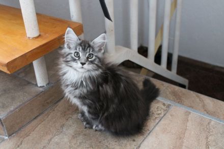 Maine Coon Kitten