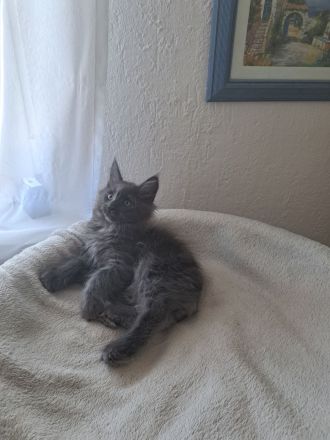 Maine Coon Kitten