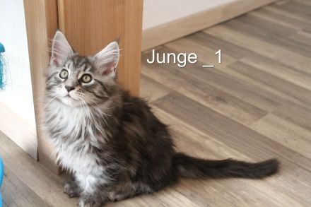 Maine Coon Kitten