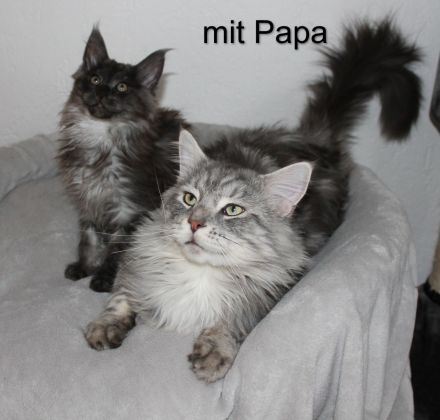 Maine Coon Kitten