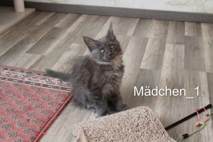 Maine Coon Kitten