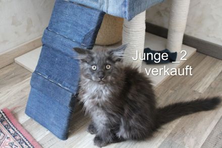 Maine Coon Kitten