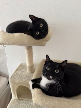 2 Europäische Kurzhaarkater suchen Zuhause