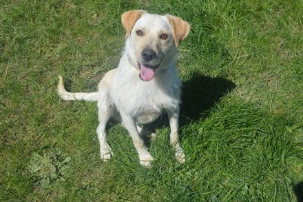 SAM, Labrador/Terrier Mix (kastriert) SGB 625,00 €