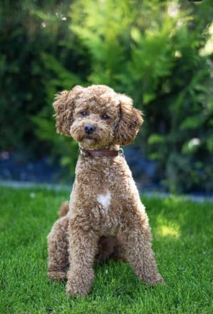 Aussiedoodle Welpen suchen Ihr für Immer zu Hause