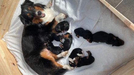 Aussiedoodle Welpen suchen Ihr für Immer zu Hause