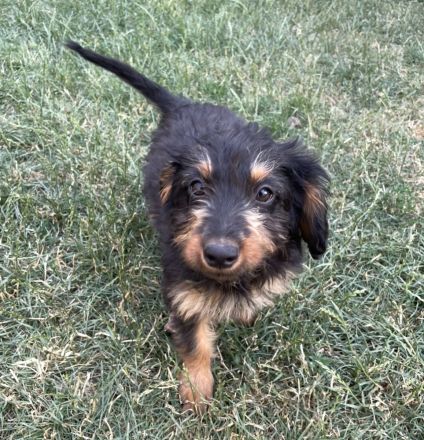 Aussiedoodle Welpen suchen Ihr für Immer zu Hause
