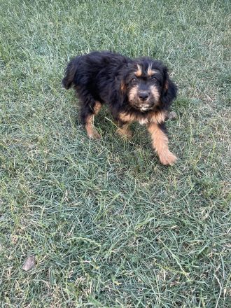 Aussiedoodle Welpen suchen Ihr für Immer zu Hause