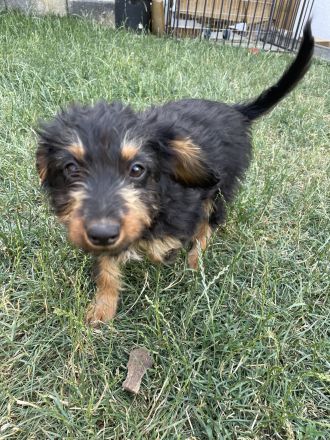 Aussiedoodle Welpen suchen Ihr für Immer zu Hause