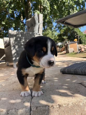 Großer Schweizer Sennenhund 3 Rüden frei