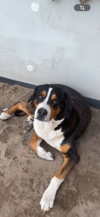 Großer Schweizer Sennenhund 3 Rüden frei