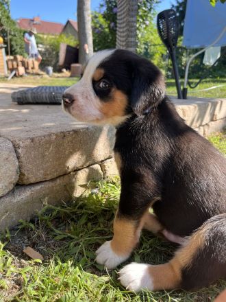 Großer Schweizer Sennenhund 3 Rüden frei