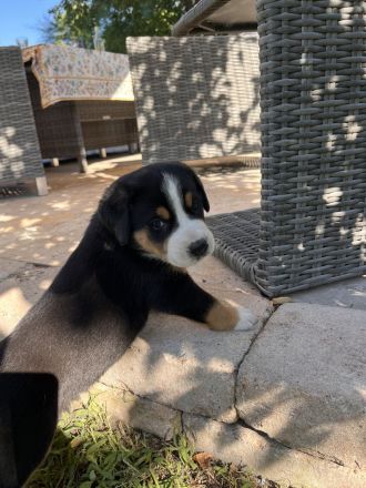 Großer Schweizer Sennenhund 3 Rüden frei
