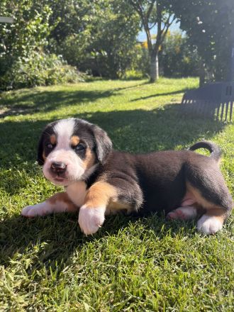 Großer Schweizer Sennenhund 3 Rüden frei
